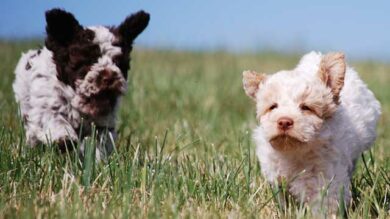 Besondere Aspekte beim Training mit Welpen