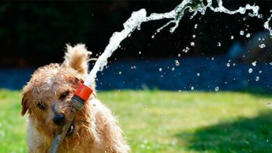 Alltags-Beschäftigung mit Pia Gröning