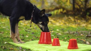 Konzeptlernen mit Katja Frey