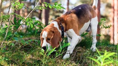 Nasenarbeit für jederHUND mit Pia Gröning