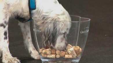 Schnüffelspiele mit der Nase mit Pia Gröning