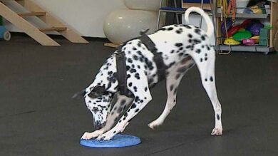 Training mit Targets mit Pia Gröning