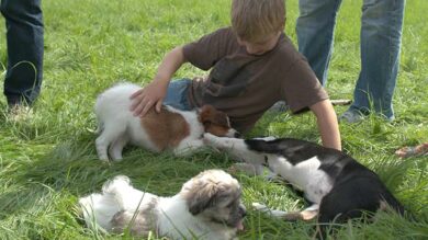 Welpenkurse leiten - Info-Themen (Kernmodul) mit Celina del Amo