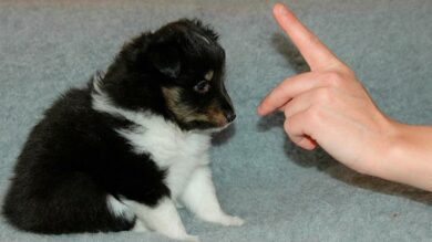 Wie Tiere zuverlässig Signale erlernen und ausführen mit Katja Frey